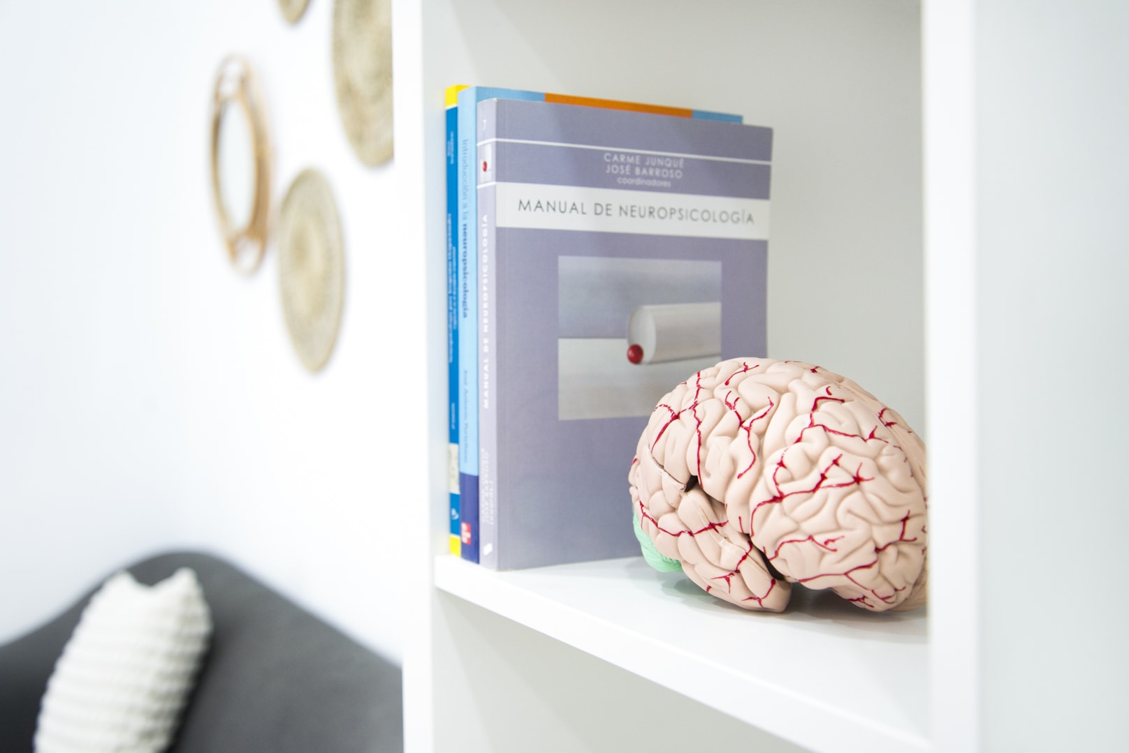 estanteria con libros y maqueta de cerebro